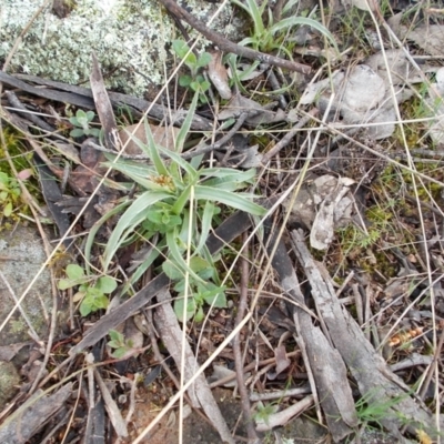 Luzula sp. (Woodrush) at Tuggeranong Hill - 28 Aug 2021 by jamesjonklaas