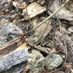 Ichneumonoidea (Superfamily) (A species of parasitic wasp) at Garran, ACT - 27 Aug 2021 by Tapirlord