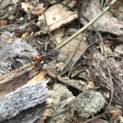 Unidentified Parasitic wasp (numerous families) at Red Hill Nature Reserve - 27 Aug 2021 by Tapirlord