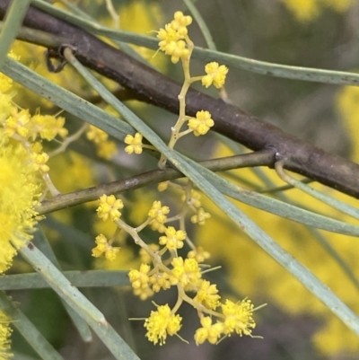 Acacia boormanii (Snowy River Wattle) at Campbell Park Woodland - 28 Aug 2021 by JaneR