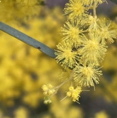 Acacia boormanii at Majura, ACT - 28 Aug 2021