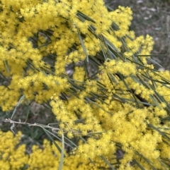 Acacia boormanii at Majura, ACT - 28 Aug 2021