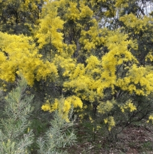 Acacia boormanii at Majura, ACT - 28 Aug 2021