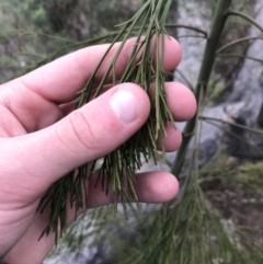 Exocarpos cupressiformis (Cherry Ballart) at Garran, ACT - 27 Aug 2021 by Tapirlord