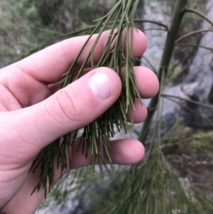 Exocarpos cupressiformis at Garran, ACT - 27 Aug 2021