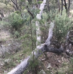 Exocarpos cupressiformis at Garran, ACT - 27 Aug 2021