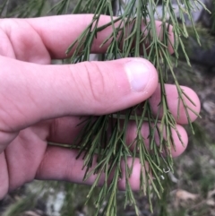 Exocarpos cupressiformis at Garran, ACT - 27 Aug 2021