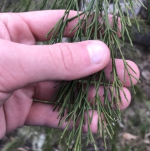 Exocarpos cupressiformis at Garran, ACT - 27 Aug 2021