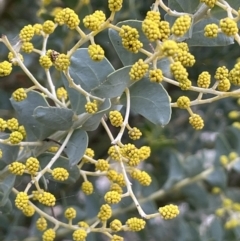 Acacia cultriformis (Knife Leaf Wattle) at Campbell Park Woodland - 28 Aug 2021 by JaneR