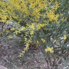 Acacia cultriformis at Majura, ACT - 28 Aug 2021