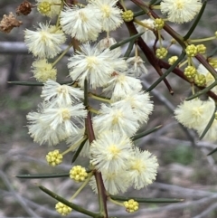 Acacia genistifolia (Early Wattle) at Majura, ACT - 28 Aug 2021 by JaneR