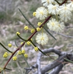 Acacia genistifolia at Majura, ACT - 28 Aug 2021