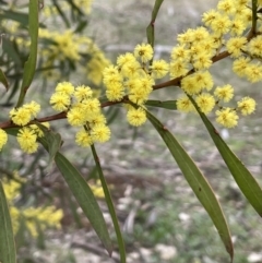 Acacia rubida (Red-stemmed Wattle, Red-leaved Wattle) at Campbell Park Woodland - 28 Aug 2021 by JaneR