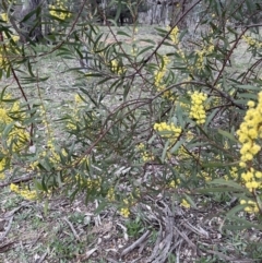 Acacia rubida at Majura, ACT - 28 Aug 2021