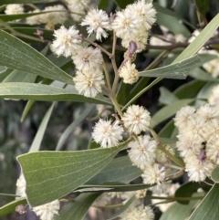 Acacia melanoxylon (Blackwood) at Campbell Park Woodland - 28 Aug 2021 by JaneR