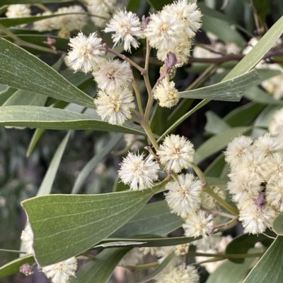 Acacia melanoxylon (Blackwood) at Campbell Park Woodland - 28 Aug 2021 by JaneR