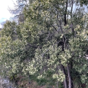 Acacia melanoxylon at Majura, ACT - 28 Aug 2021 05:14 PM