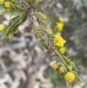 Acacia paradoxa at Majura, ACT - 28 Aug 2021