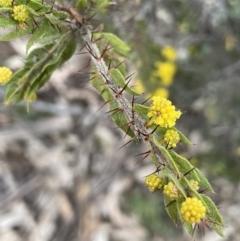 Acacia paradoxa (Kangaroo Thorn) at Majura, ACT - 28 Aug 2021 by JaneR
