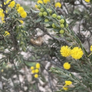 Acacia paradoxa at Majura, ACT - 28 Aug 2021 05:00 PM