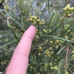 Dodonaea viscosa subsp. angustissima at Garran, ACT - 27 Aug 2021