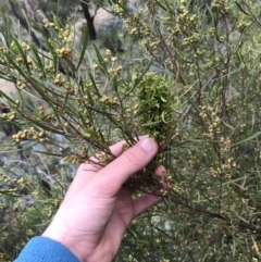 Dodonaea viscosa subsp. angustissima at Garran, ACT - 27 Aug 2021