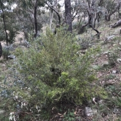 Dodonaea viscosa subsp. angustissima at Garran, ACT - 27 Aug 2021