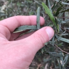 Dodonaea viscosa subsp. angustifolia at Garran, ACT - 27 Aug 2021 01:48 PM