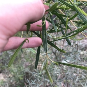 Dodonaea viscosa subsp. angustifolia at Garran, ACT - 27 Aug 2021