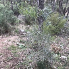 Dodonaea viscosa subsp. angustifolia at Garran, ACT - 27 Aug 2021