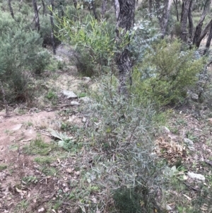 Dodonaea viscosa subsp. angustifolia at Garran, ACT - 27 Aug 2021