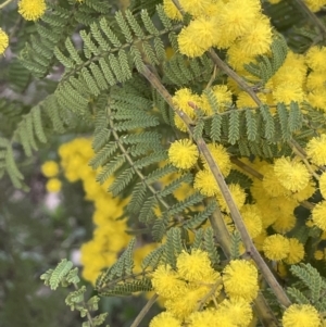 Acacia cardiophylla at Majura, ACT - 28 Aug 2021