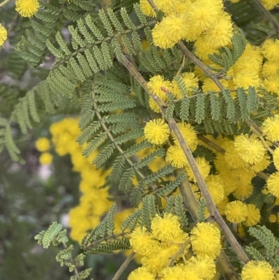 Acacia cardiophylla (Wyalong Wattle) at Campbell Park Woodland - 28 Aug 2021 by JaneR