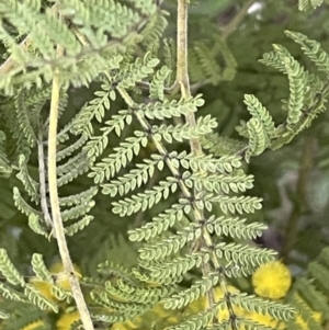 Acacia cardiophylla at Majura, ACT - 28 Aug 2021