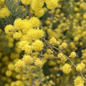 Acacia cardiophylla at Majura, ACT - 28 Aug 2021