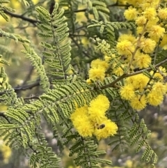 Acacia cardiophylla at Majura, ACT - 28 Aug 2021