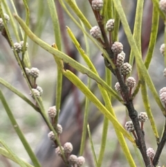 Acacia elongata (Swamp Wattle) at Majura, ACT - 28 Aug 2021 by JaneR