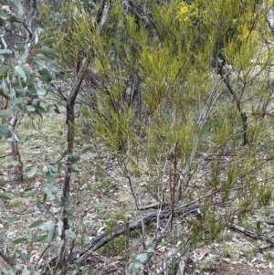 Acacia elongata at Majura, ACT - 28 Aug 2021 04:07 PM