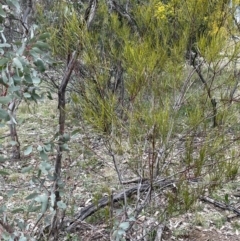 Acacia elongata at Majura, ACT - 28 Aug 2021
