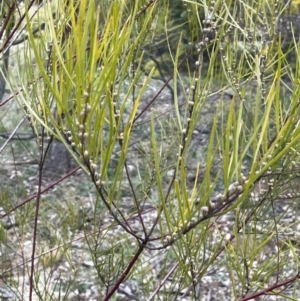 Acacia elongata at Majura, ACT - 28 Aug 2021 04:07 PM