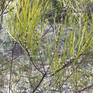 Acacia elongata at Majura, ACT - 28 Aug 2021