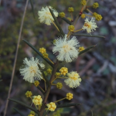 Acacia genistifolia (Early Wattle) at Six Mile TSR - 10 Jul 2021 by michaelb