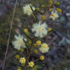 Acacia genistifolia (Early Wattle) at Six Mile TSR - 10 Jul 2021 by michaelb
