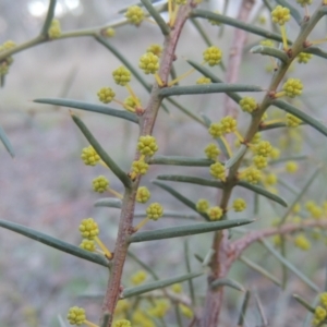 Acacia genistifolia at Bungendore, NSW - 10 Jul 2021