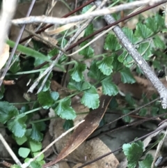 Asplenium flabellifolium (Necklace Fern) at Garran, ACT - 27 Aug 2021 by Tapirlord