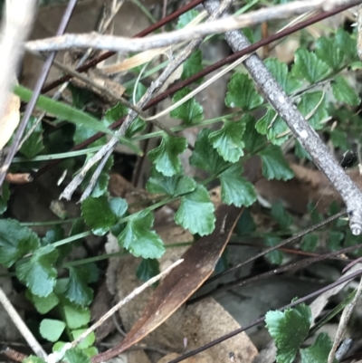 Asplenium flabellifolium (Necklace Fern) at Red Hill Nature Reserve - 27 Aug 2021 by Tapirlord