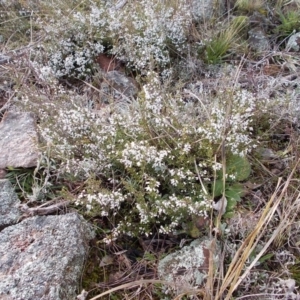 Cryptandra amara at Calwell, ACT - 28 Aug 2021