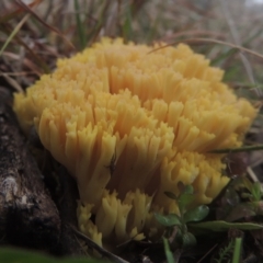 Ramaria sp. (A Coral fungus) at Six Mile TSR - 10 Jul 2021 by michaelb