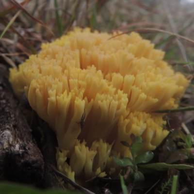 Ramaria sp. (A Coral fungus) at QPRC LGA - 10 Jul 2021 by michaelb