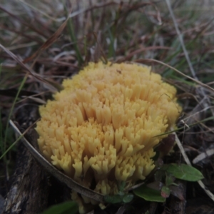 Ramaria sp. at Bungendore, NSW - 10 Jul 2021